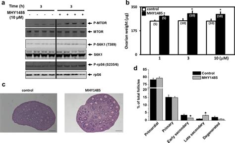 Treatment Of Ovaries With Mhy Increased Phosphorylation Of Mtor