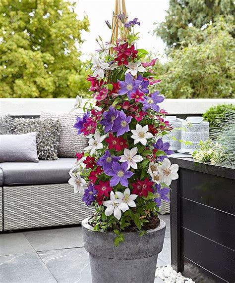 The In Depth Guide To Growing Clematis In Pots Clematis Plants