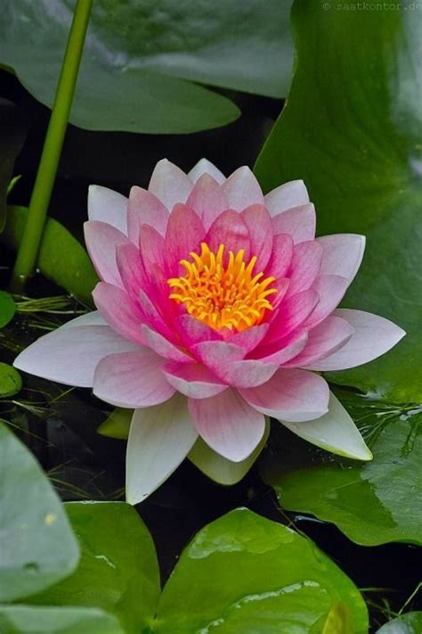 Pin By Neset Arici On Nil Ferler Lotus Flower Pictures Beautiful