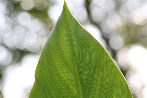 图片素材 性质 科 厂 阳光 叶 花瓣 绿色 植物学 花园 植物群 特写 芽 宏观摄影 开花植物 植物茎