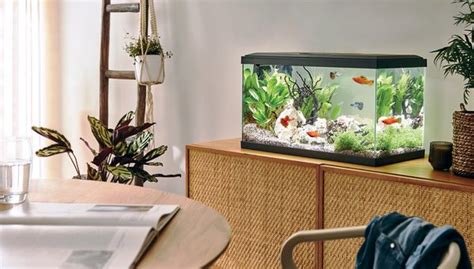 Comment Bien Choisir Son Aquarium Gamm Vert