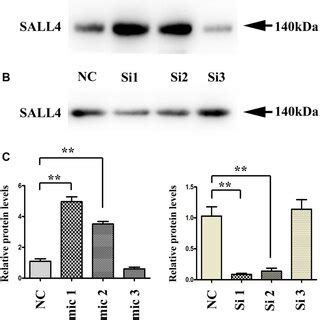 SALL4 Increased The Tumor Progression In Nude Mice A SMMC 7721 Cells