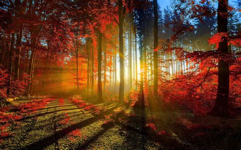 Forest Sunset Wallpapers - 4k, HD Forest Sunset Backgrounds on WallpaperBat