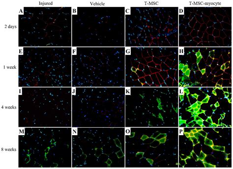 Myogenic Differentiation Potential Of Human Tonsil Derived Mesenchymal