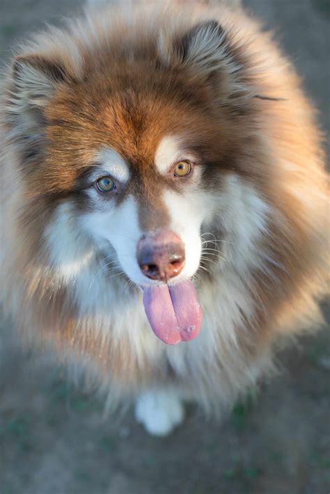 Is My Alaskan Malamute Overweight? 3 Easy Fat Loss Changes