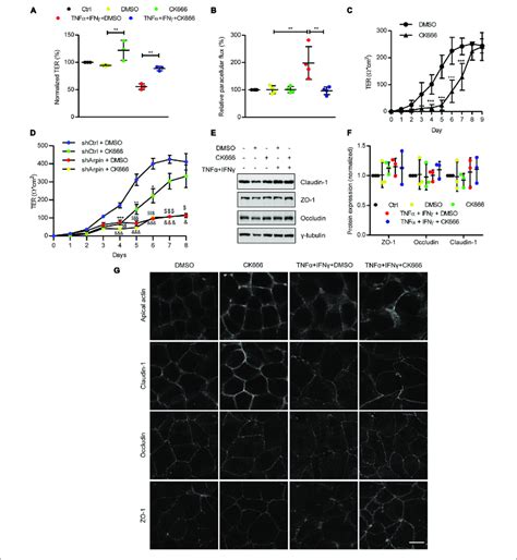 CK666 Reinforces The Epithelial Barrier A Transepithelial