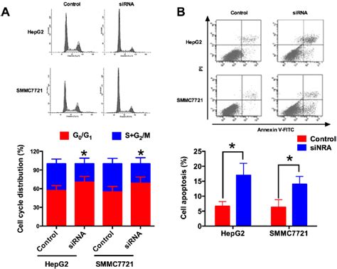 Know Down Of Spry4 It1 Induces Cell Cycle Arrest And Apoptosis A Download Scientific Diagram