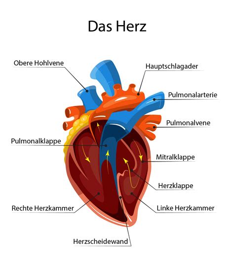 Das Herz Verstehen Funktion Und Aufbau Schwabe Austria