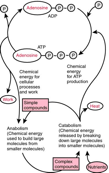 Cyclic adenosine monophosphate | definition of cyclic adenosine ...