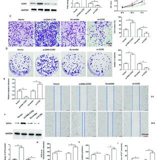 Effect Of CCR2 The PANC 1 Cells Were Transfected With PcDNA CCR2 Or