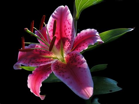 Stargazer Flower Its Meanings Symbolism The Flowers Express