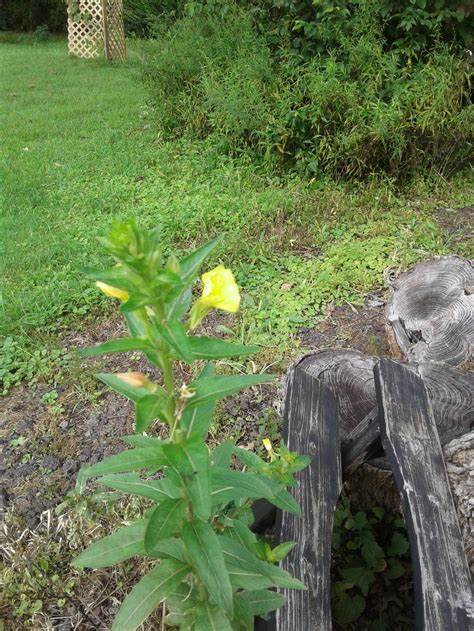 Flowering Weed In The Plant Id Forum