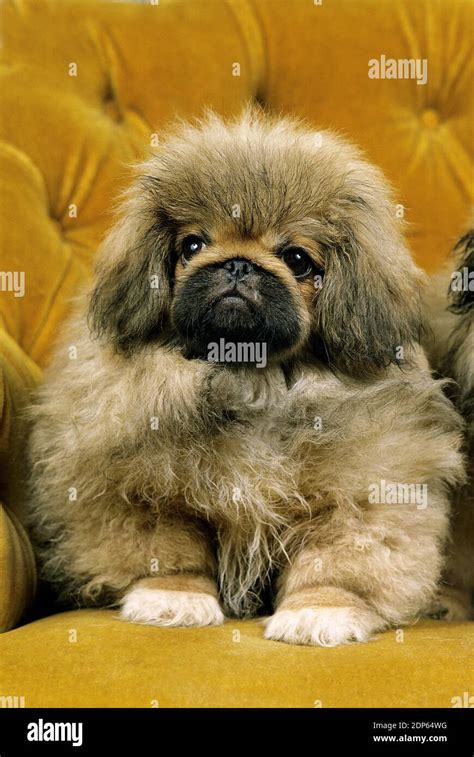 Pekinese Dog Pup Sitting Stock Photo Alamy