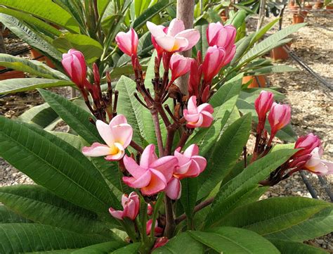 Plumeria Rubra Frangipani Free Uk Delivery