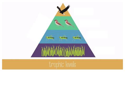 Trophic Pyramid Diagram | Quizlet 