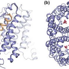 Overall Crystal Structure Of Human Aquaporins Aqp Representing