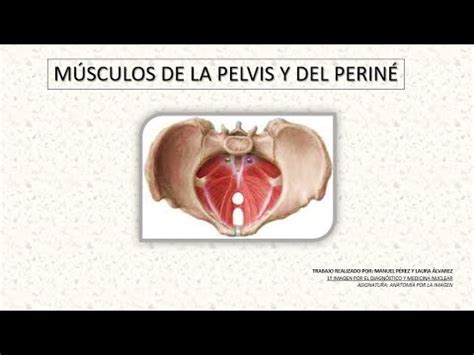 MÚSCULOS DE LA PELVIS Y DEL PERINÉ YouTube