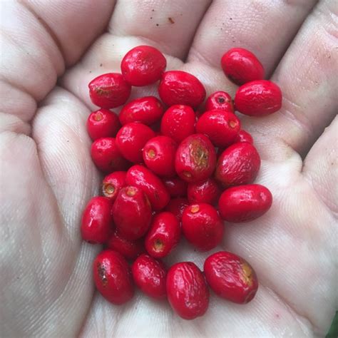 How To Make Hawthorne Berry Tea Artofit