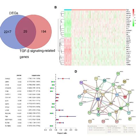 Identification Of The Prognostic TGF B Signaling Related Genes In The