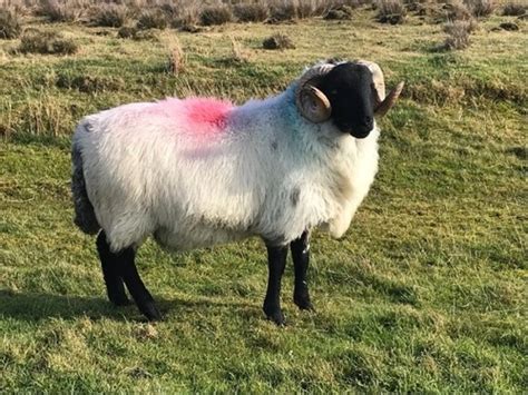 Sheep Breeds Flashcards Quizlet