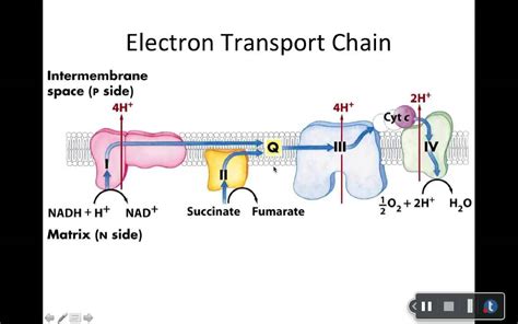 Oxidative Phosphorylation Youtube