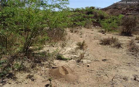 Home Of Naked Mole Rat Heterocephalus Glaber Dire Dawa Tomas