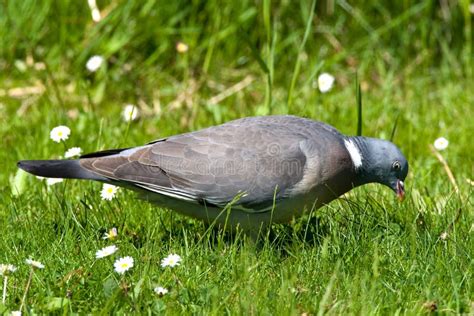 Houtduif Common Wood Pigeon Columba Palumbus Stock Photo Image Of