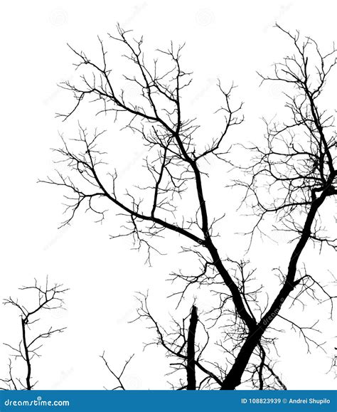 Branches D Arbre Nues Sur Un Fond Blanc Image Stock Image Du Normal