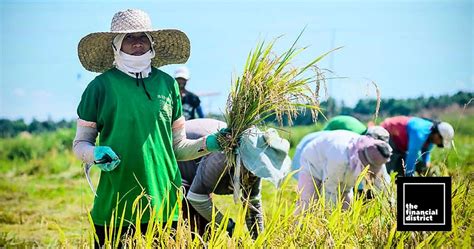 Php Billion Loans To Rice Farmers Released By Landbank