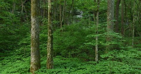 Forest Opening