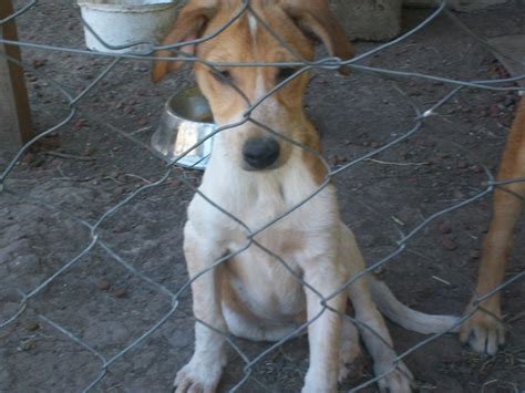 Adoptándonos Hermoso Cachorro Blanco Y Beige Está En Adopción