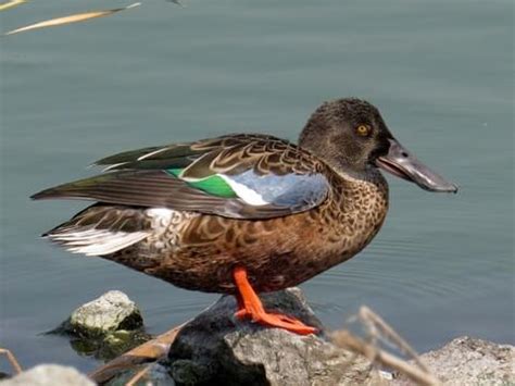 Shoveler Duck