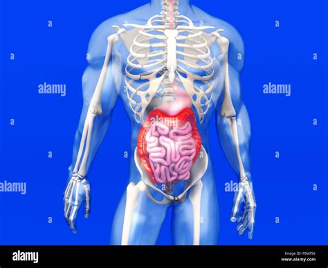 D Visualization Of The Human Anatomy The Digestive System In A Semi