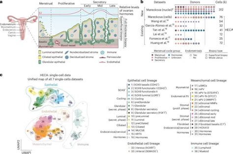 Human Endometrial Map Uncovers Hidden Health Clues Healthmedicinet