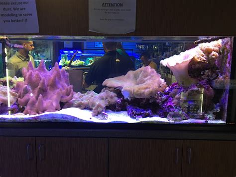 Gorgeous Reef Tank I Saw At A Fish Store In Melbourne Fl Raquariums