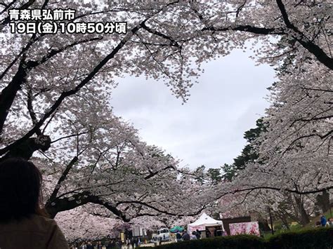 青森・弘前公園で桜の満開間近 週末はお花見に問題ない天気 ウェザーニュース