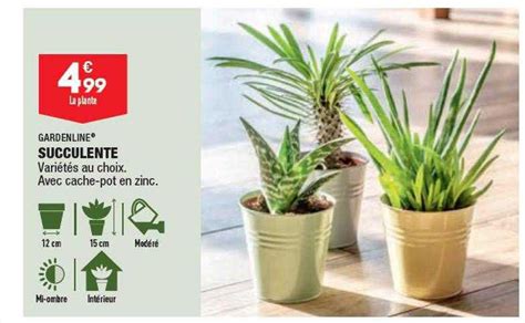 Promo Succulente Gardenline Chez Aldi ICatalogue Fr