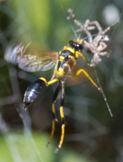 Insect Identification