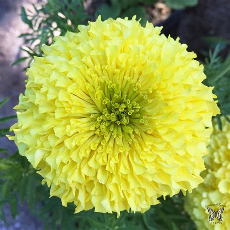 Marigold Inca 2 Primrose Grown From Seed In The Sgs Test Flickr