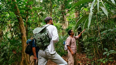 The healing powers of the rainforests of Belize - Lonely Planet