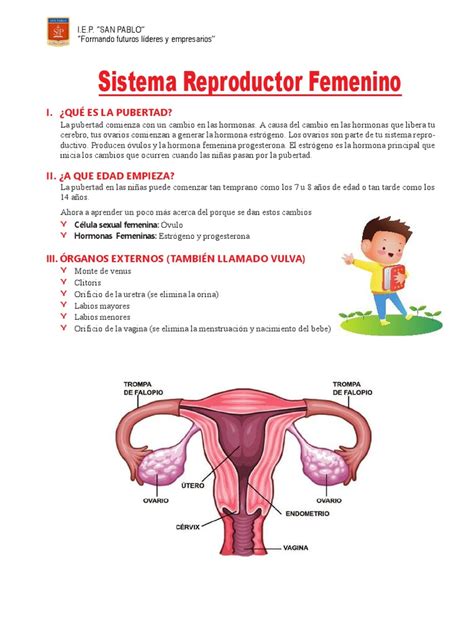 Sistema Reproductor Femenino I ¿qué Es La Pubertad Vagina