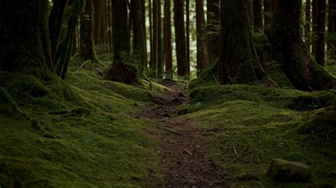 Closeup View Trail Moss Path Trees Forest Nature Background 4K HD ...