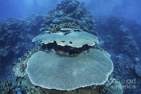 Reef Building Corals Grow On A Reef Photograph By Ethan Daniels Fine