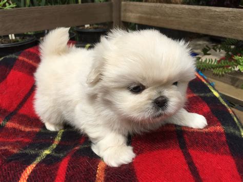 Pekingese Puppies For Sale Dallas Tx 327190 Petzlover
