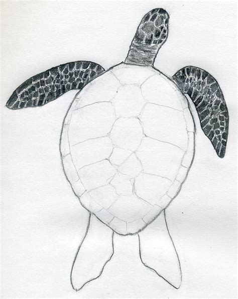 Realistic Turtle Drawing Images Hillberry drawing realistic textures 1x pencil j d