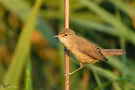 Łozówka Marsh Warbler Acrocephalus palustris 2018r Flickr