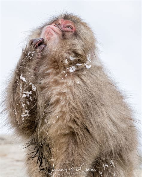 Japanese Snow Monkeys | Japan Photo Guide