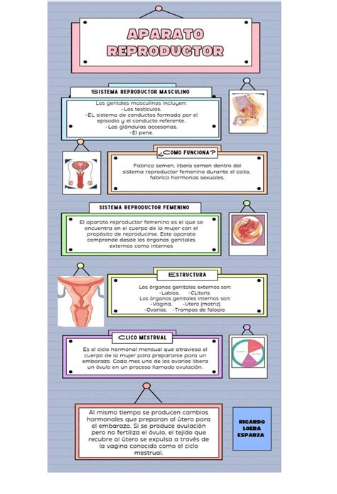 Infografia Aparato reproductor Guías Proyectos Investigaciones de