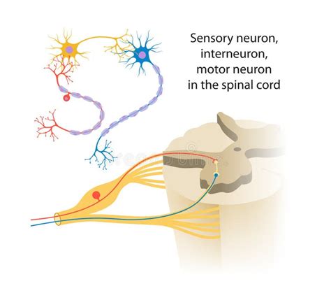 Sensory Neuron Motor Interneuron Stock Illustrations 29 Sensory