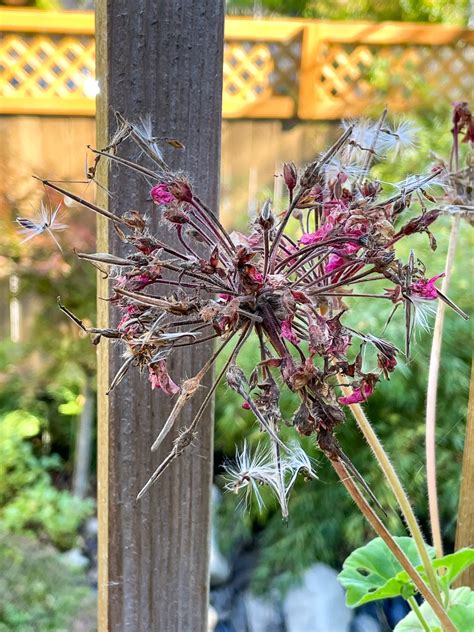 How To Collect Geranium Seeds